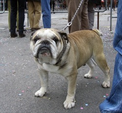 Cane benedetto Cane benedetto